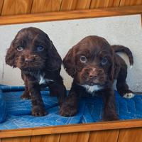 Cocker inglese