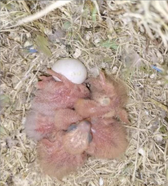 Pulli inseparabili roseicollis