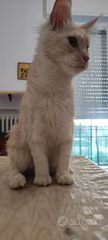Maine coon
