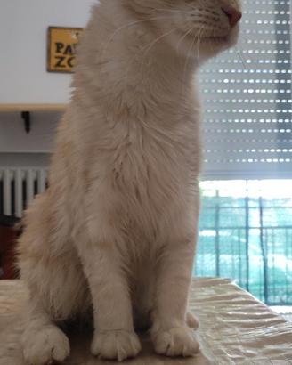 Maine coon