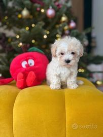 Maltipoo