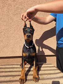 Dobermann