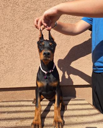 Dobermann