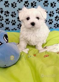 Cuccioli Maltese