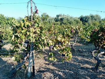 uva rossa da vino