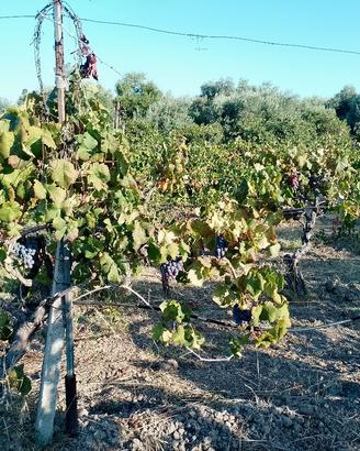 uva rossa da vino