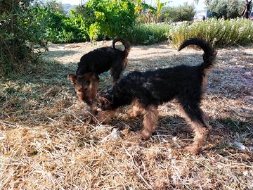 Cucciole airedale terrier, 4 mesi con pedigree