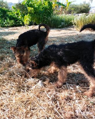 Cucciole airedale terrier, 4 mesi con pedigree