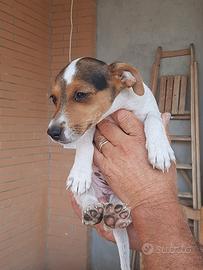 Cucciola jack Russell
