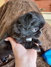 Chihuahua con pedigree ENCI