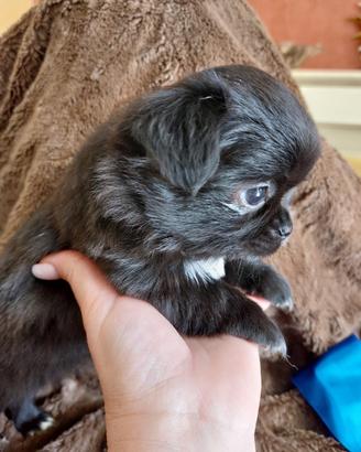 Chihuahua con pedigree ENCI