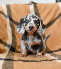 Bassotti cuccioli
