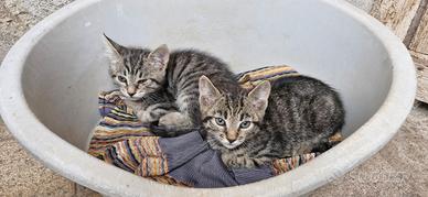 Romeo e Giulietta