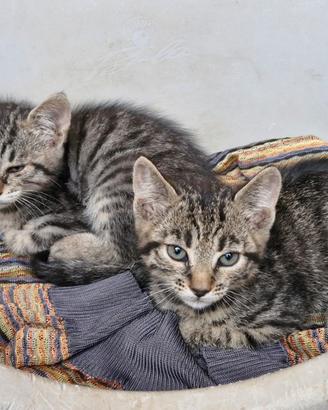 Romeo e Giulietta