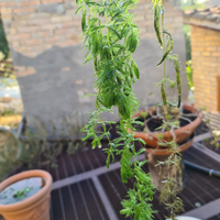 Ceratophyllum demersum