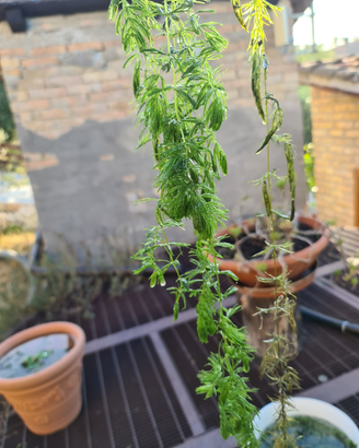 Ceratophyllum demersum