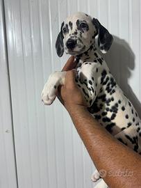 Cuccioli dalmata disponibili