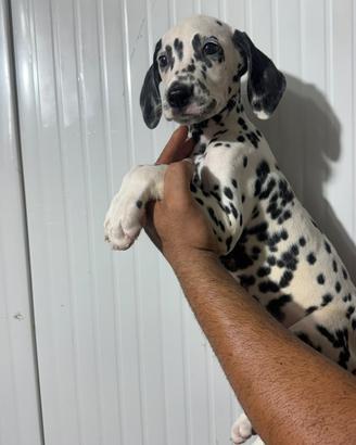 Cuccioli dalmata disponibili
