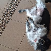 Piccola Maya in adozione a Reggio Calabria