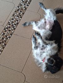 Piccola Maya in adozione a Reggio Calabria