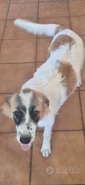Cucciolo pastore dei Pirenei