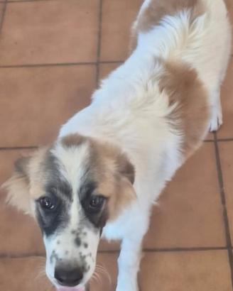 Cucciolo pastore dei Pirenei