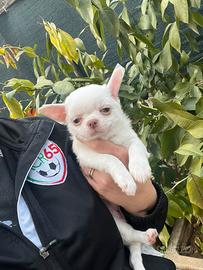 Chihuahua