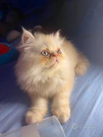 Gattini persiani