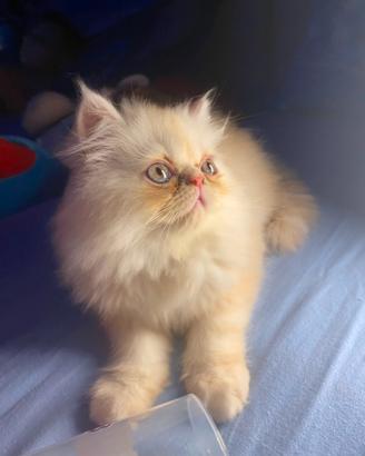 Gattini persiani
