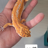 Geco leopardino red diamond 100 euro