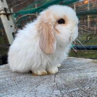 Cucciolo coniglio ariete nano