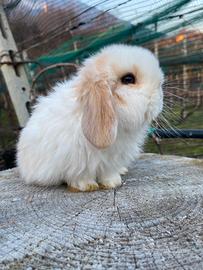 Cucciolo coniglio ariete nano