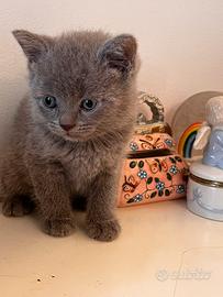 Cuccioli British Shorthair
