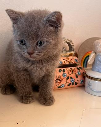 Cuccioli British Shorthair