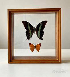 Farfalle Vere Tassidermia "Mariposas Bologna"