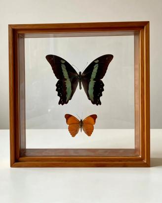 Farfalle Vere Tassidermia "Mariposas Bologna"