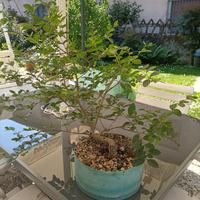 Prebonsai di ligustro