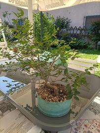 Prebonsai di ligustro