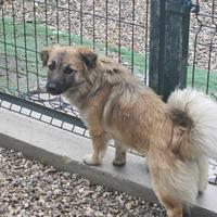 Taglia piccola mix volpino e bassotto in adozione