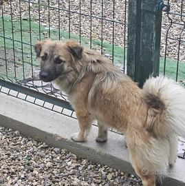 Taglia piccola mix volpino e bassotto in adozione