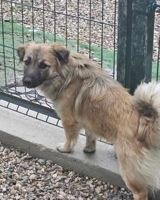 Taglia piccola mix volpino e bassotto in adozione