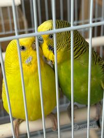 Uccelli cocorite una copia