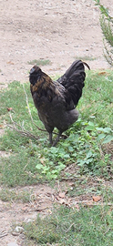 Gallo cemani