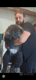 Cane mastino