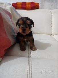 Yorkshire terrier