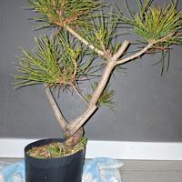 pino Thunbergii pre bonsai