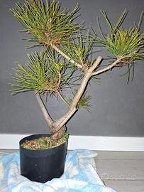 pino Thunbergii pre bonsai