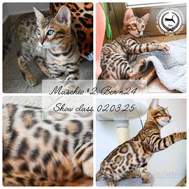 Gattini di razza bengala dal allevamento ufficiale