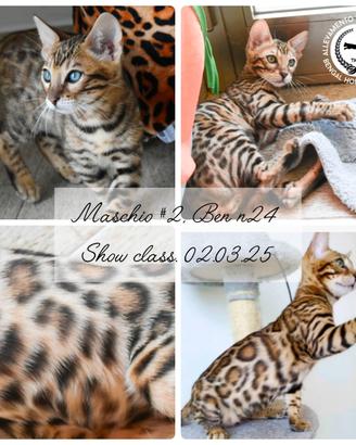 Gattini di razza bengala dal allevamento ufficiale