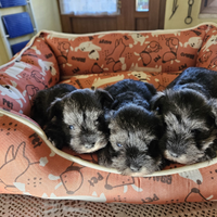 Schnauzer nano con pedigree ENCI